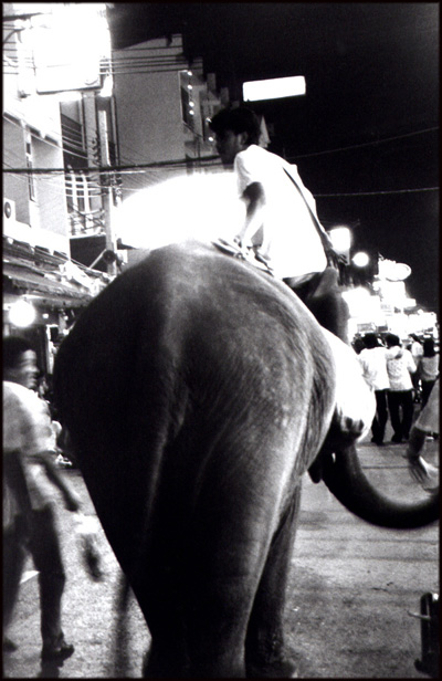 elephant